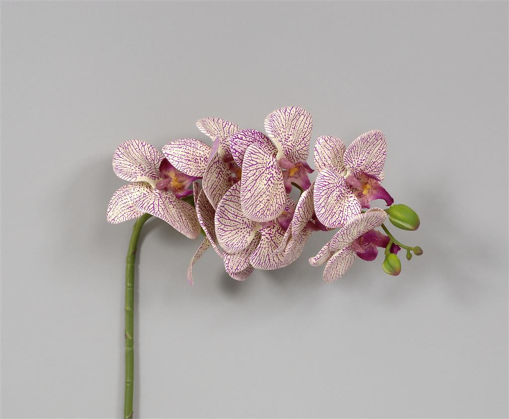 Phalaenopsis 28" Lv/Cream