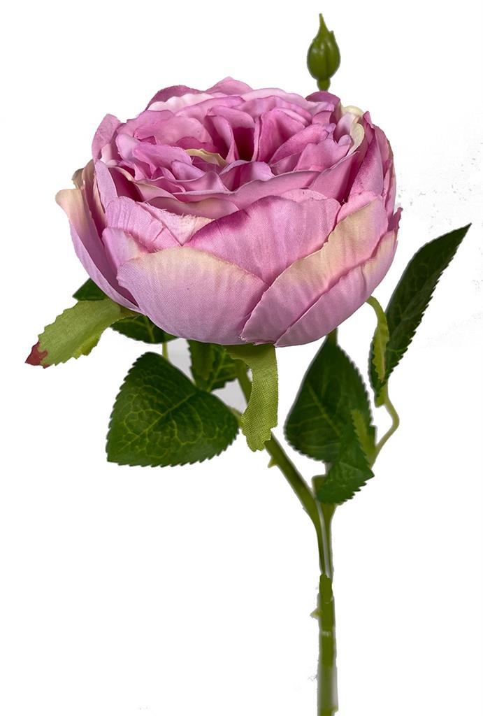 English Garden Rose 17.75" Beauty