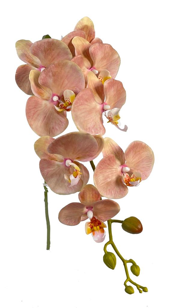 Phalaenopsis Stem 41" Blush