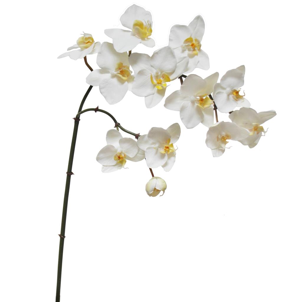 Orchid Phal. Spray 35" 2-tone whi