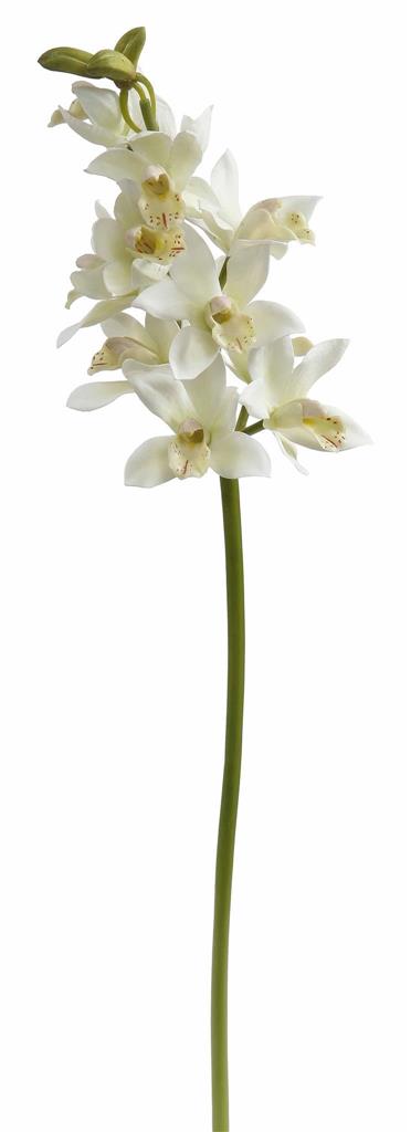 Cymb.Orchid Cluster 20" White