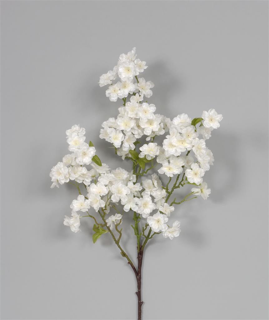 Cherry Blossom Sp. 42" White