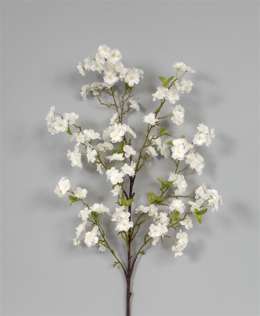 Cherry Blossom Sp. 50"  White