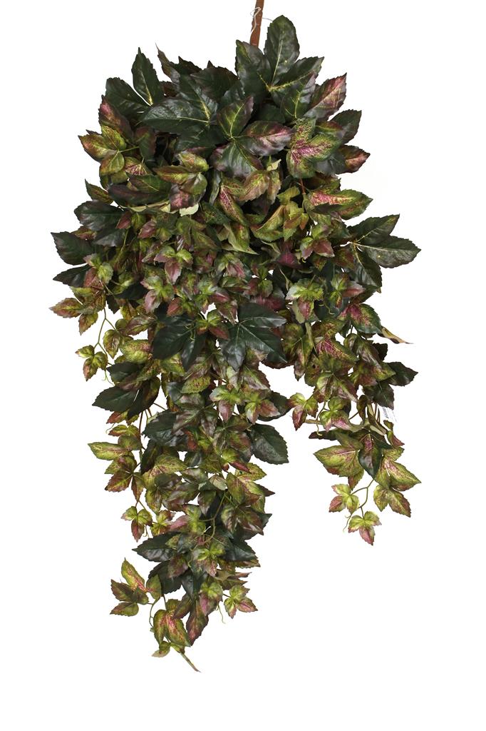 Giant  Grape Ivy 40" Gr/Bur