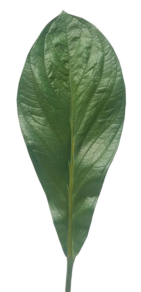 Fiddle Leaf Fig 24" Green