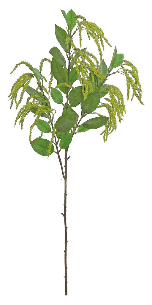 Mini Amaranthus Sp. 35" Green