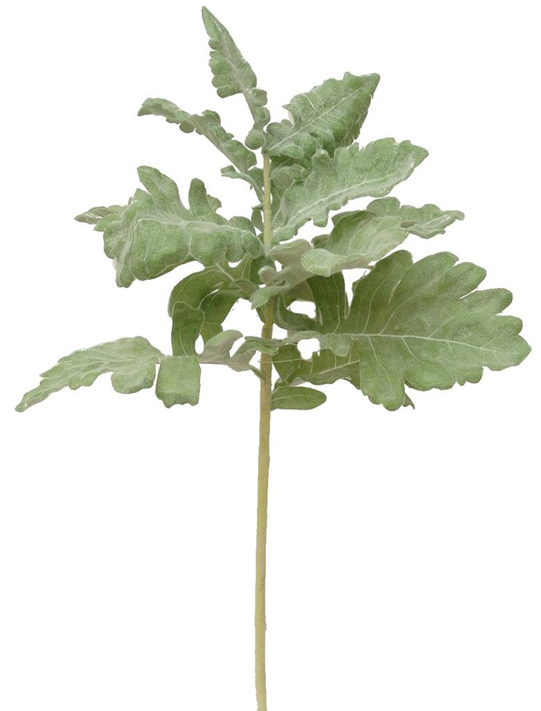 Dusty Miller Stem 17" Frosted Green