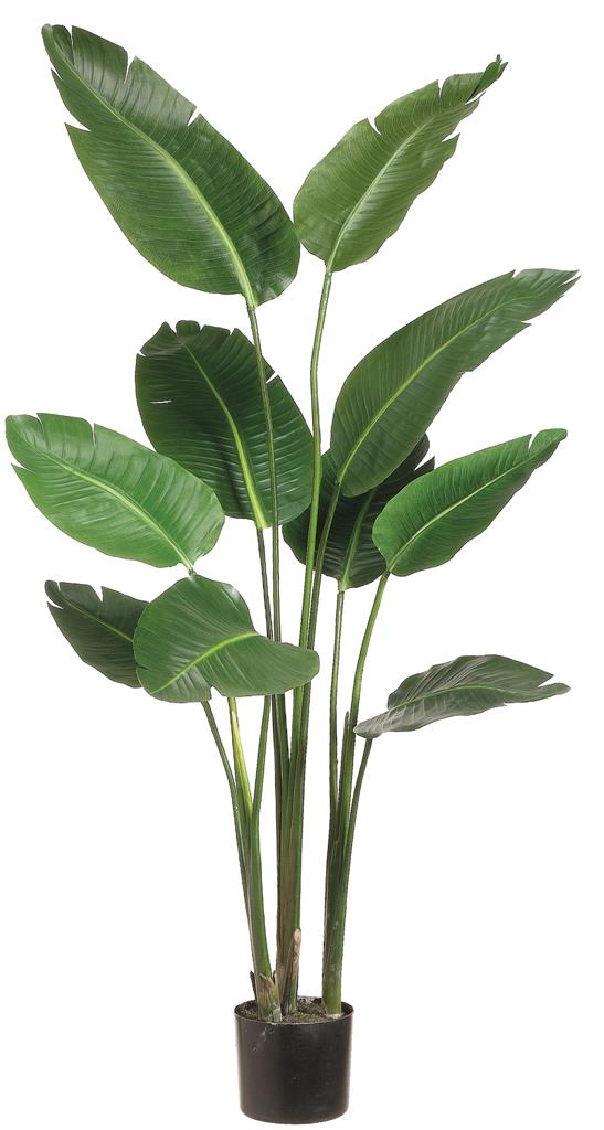 Bird of Paradise Plant 5' Green