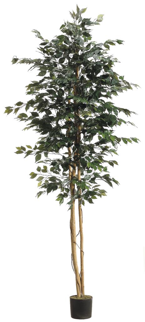Ficus Tree 8' Green