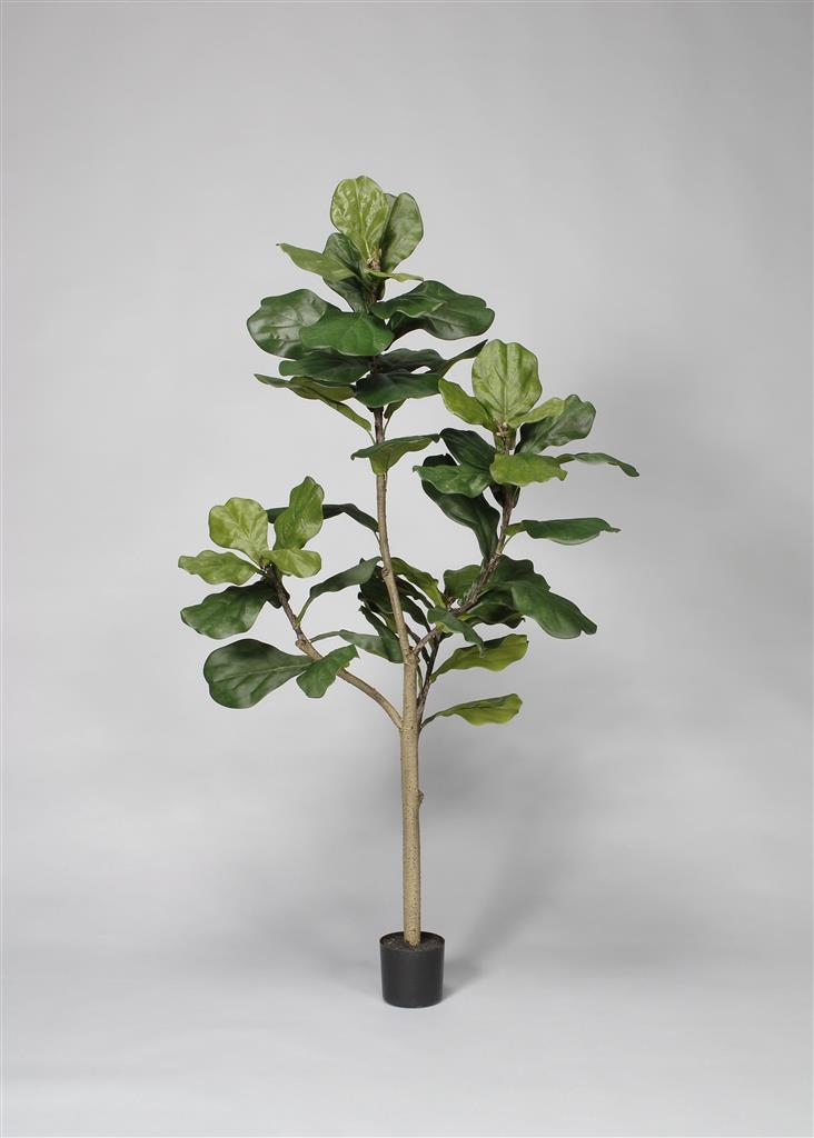 Potted Fiddle Tree 5' Green
