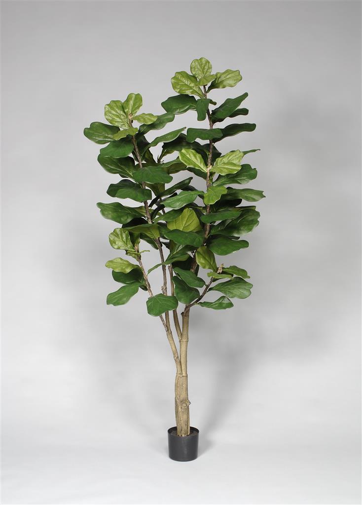 Potted Fiddle Tree 7' Green