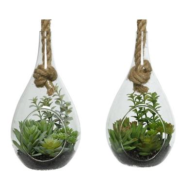 Succ. in Glass Hanging Orb 9"