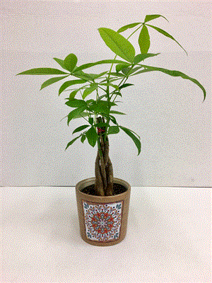 Tan Flower Ceramic P. 5" Br
