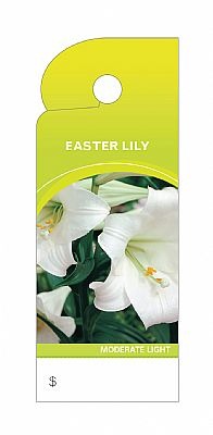 Trim Tag Easter Lily @100