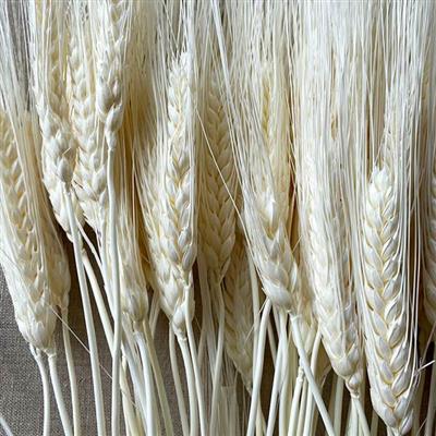 Wheat Triticum Bleached