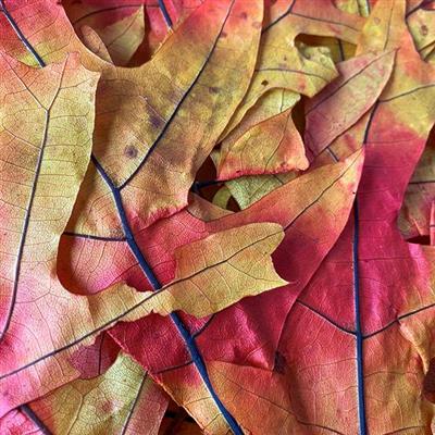 Transparent Oak 1 lb. Autumn
