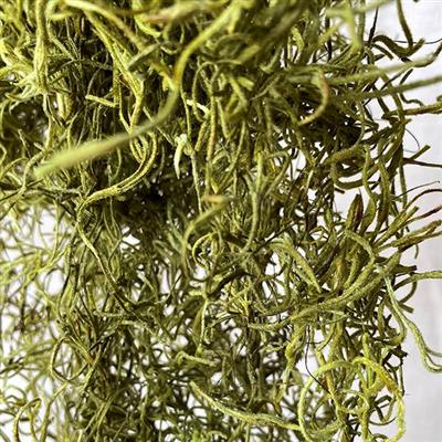Spanish Moss 1# Bg Chartreuse