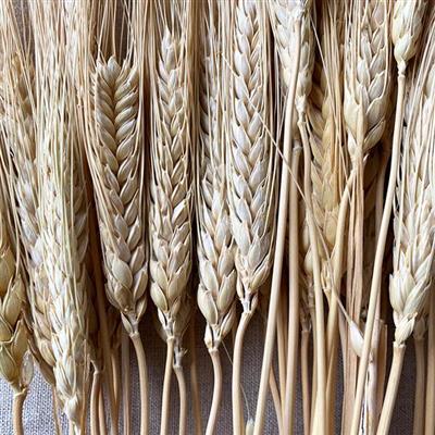 Triticum Wheat 1 lb Natural
