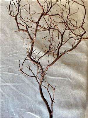Manzanita Branch Natural