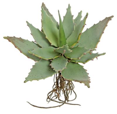 Spiny Succulent 7.5" Green