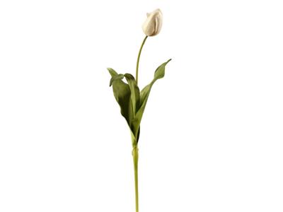 Tulip Dutch Close 24.5" White