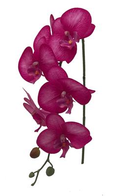Phalaenopsis Stem 32" Fuchsia