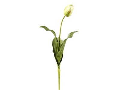Tulip Dutch Close 24.5" Green