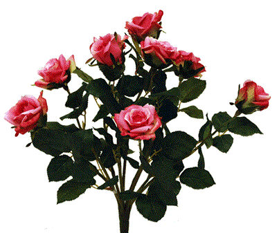 Natural Rose Stem 24" Magenta