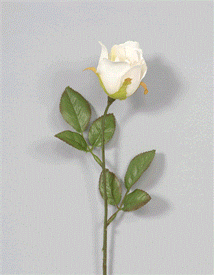 Rose Stem 17" Pink/White