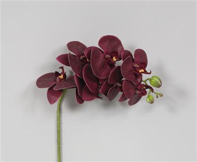Phalaenopsis 28" DK Purple