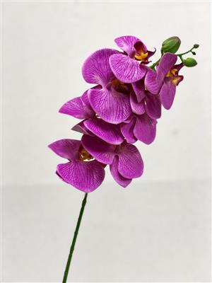 Phalaenopsis 28" Lavander