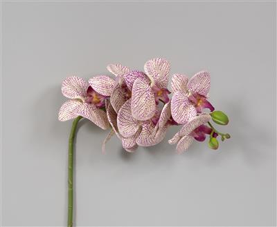 Phalaenopsis 28" Lv/Cream