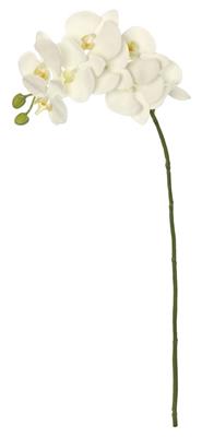 Phalaenopsis Orc. 36" Cream