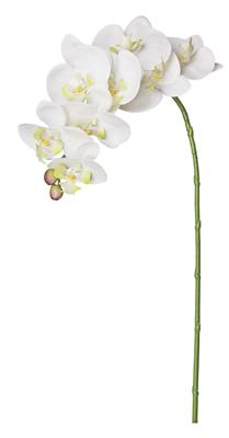 Phalaenopsis Orchid 35.8" White