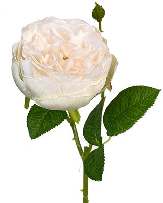 English Garden Rose 17.75" Cream