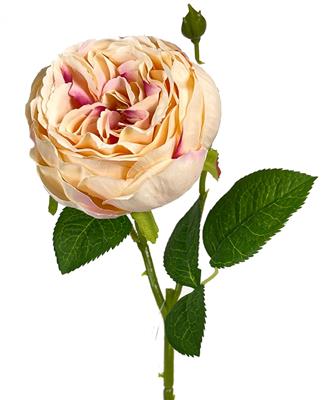 English Garden Rose 17.75" Cr/Pink