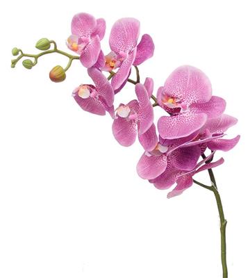 Phalaenopsis Stem 41" Lavender