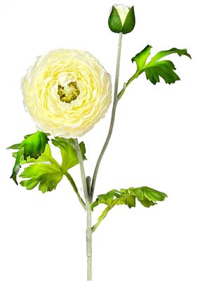 Ranunculus Stem 24" Cream