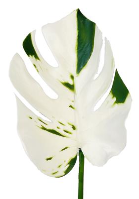 Philodendron Branch 16" White/Green