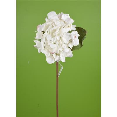 Dried Hydrangea Stem 22" White