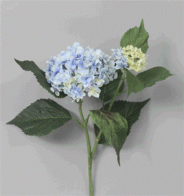Hydrangea S. 19" L. Blue