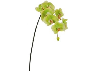 Phalaenopsis x7 33.5" Green
