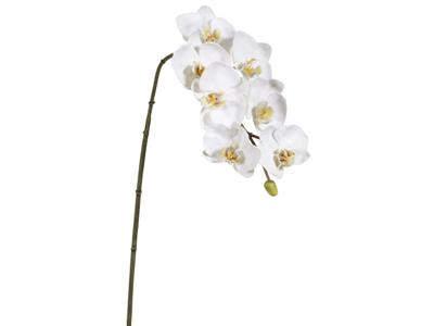 Phalaenopsis x7 33.5"2-ToneWht