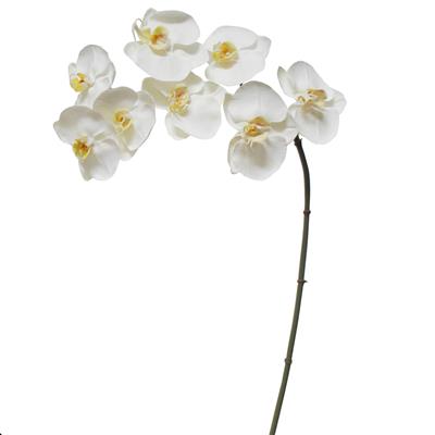 Orchid Phal. x8 32" 2-tone whi