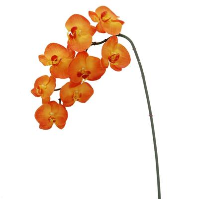 Orchid Phal. x8 32" Orange