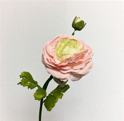 Ranunculus Stem w/bud 20" Pink