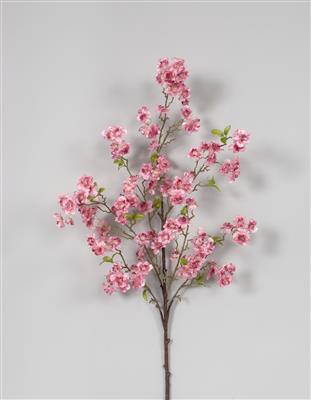 Cherry Blossom Sp. 50" Dark Pk