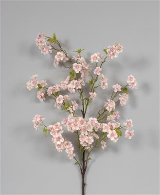 Cherry Blossom Sp. 50"  Pink