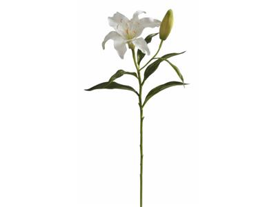 Lily Rubrum 21.5" White