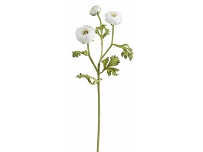 Ranunculus Stem 18.5" White